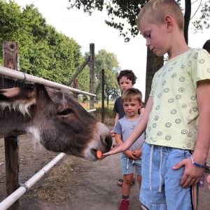 Struisvogelnest_Kinderboerderij_Lier_rondleiding